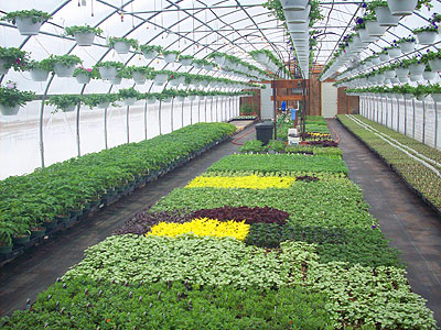 Strong, locally grown plants, vegetables, and flowers at Owens Garden Center and Landscaping in Somerset, KY. 