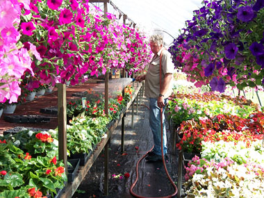 Beautiful selection of fresh, healthy flowers, plants, hanging baskets, vegetables, herbs, shrubs and trees at Owens Garden Center in Somerset, Kentucky. 